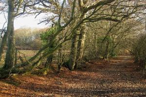 Footpath to Hackhurst Lane, Lower Dicker