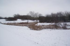 Wintry pond in Beaumont Park