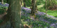 Segbourne Coppice in the spring