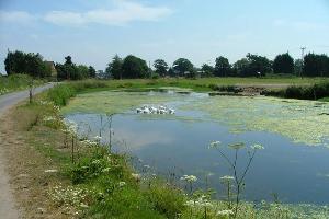 The ponds near Parley Manor