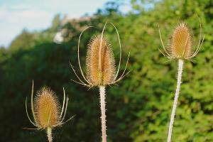 Wild flowers on the verge