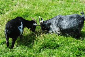 The goats at the farm