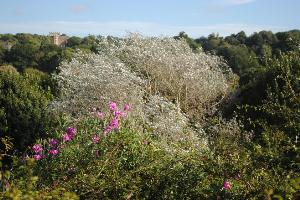 View towards Kingsweston House