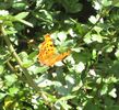Comma butterfly on hawthorn leaves in the hawthorn and elder hedge in Plummers Hill Open Space