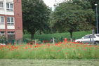 Wildflower patch next to the Railway Path