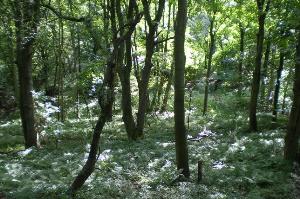 Hawthorn Dene Nature Reserve 3