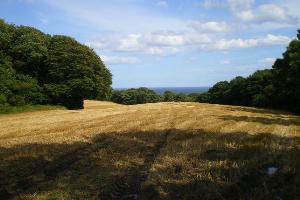 Lovely view of the coast from Hawthorn Dene