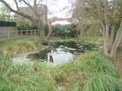 Small pond on Wheatfield Close