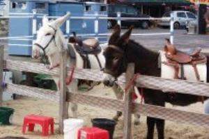 Weymouth Donkeys on the beach