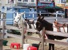 Weymouth Donkeys on the beach
