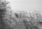 Martinshaw Wood
