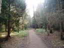 Martinshaw Wood