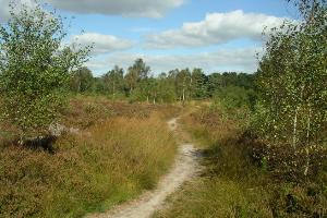 Ferndown Common 1