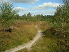 Ferndown Common 1