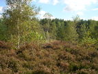 Ferndown Common 2