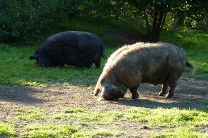 The pigs at Cobb Lane