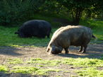 The pigs at Cobb Lane