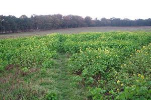 An ancient battleground