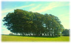 Stand of trees on the descent to Falmer