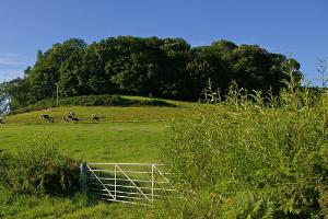 Waddon Hill