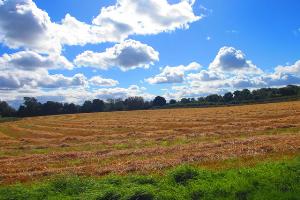 Through the fields of Sedgefield