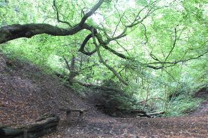 Walking in Castle Eden Dene