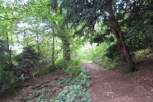 Walking in Castle Eden Dene
