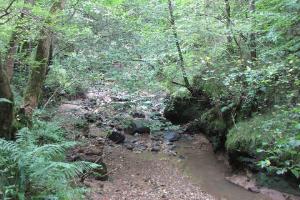 The beck in the valley of Castle Eden Dene.