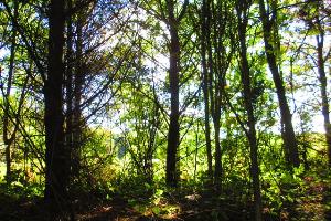 A walk in the woods outside of Lanchester