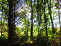 A walk in the woods outside of Lanchester