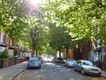 Plane Trees, Thornhill Road
