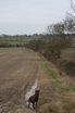 View along field edge along waypoint [4]