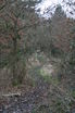 Winter woodland at waypoint [7]