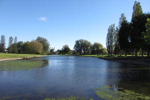 A pond in the park of Newton Aycliffe.