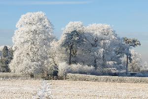 Winter Trees near Madeley