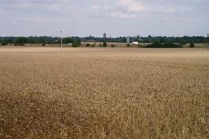 Wheat field near Wheatcases