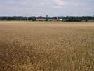 Wheat field near Wheatcases