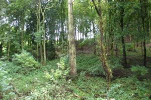 The Jubilee Walk behind County Hall