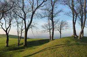 Chanctonbury Ring