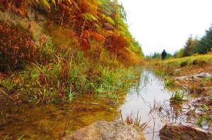 Walking in Hamsterley Forest