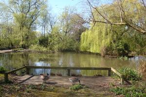 Pond in Fog Lane Park