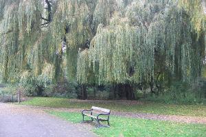 Willow next to River Darenth