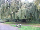 Weeping Willow in Central Park