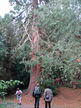 Hugh redwood tree at Kinsham Court