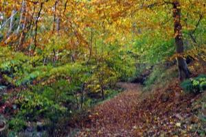The path through Scone Den