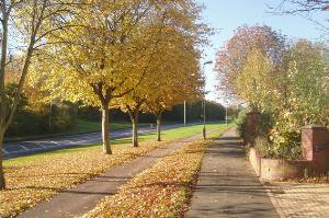 Unusually quiet on the tree lined Red Hill Way