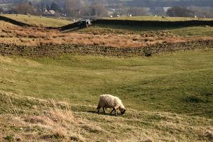 Sheep grazing
© Copyright Helen Wilkinson and licensed for reuse under this Creative Commons Licence
