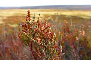 Stretches of heather around Waskerley Reservoir