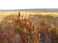 Stretches of heather around Waskerley Reservoir