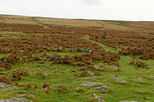 Stone hut circle at Smallacombe Rocks. The Parallel Reave System follows the right hand edge of the path.